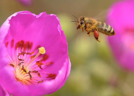 یک زنبور، ناگزیر است دو میلیون دفعه روی گل‌ها بنشیند تا بتواند یک لیوان عسل تولید کند …شما برای رسیدن به اهدافتان، حاضرید چند مرتب